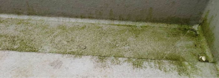 植物や藻の繁殖