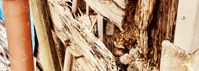 シロアリ被害の拡大