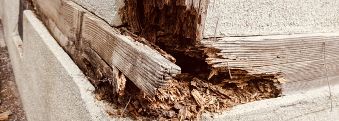 湿気によるシロアリの発生